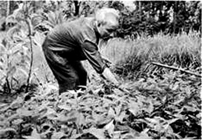 Chủ tịch Hồ Chí Minh chăm vườn rau muống trong khu Phủ Chủ tịch (6-1957)