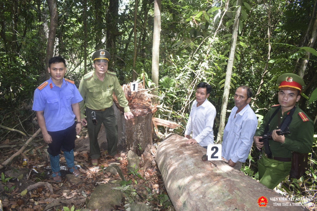 VKSND huyện Nam Đông trực tiếp kiểm sát hoạt động thực nghiệm điều tra vụ khai thác rừng trái pháp luật để lấy hạt Ươi 